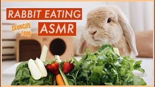 Bunny Eating Crunchy Food ASMR  WahlieTV [upl. by Fiona]