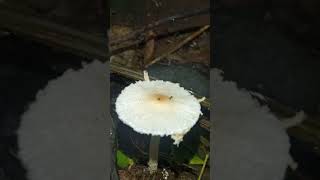 Beautiful Lepiota sp mushroom fungi [upl. by Tattan939]