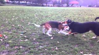 Alfie the Entlebucher Mountain Dog Plays With His Friend the Beagle [upl. by Doelling]