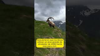 Fidelidad Territorial Del Íbice Siberiano  ibex animales biologia ecologia datos ciencia [upl. by Nirehtac]