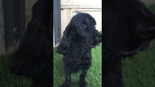 Black cocker spaniel RIO [upl. by Aihseket]