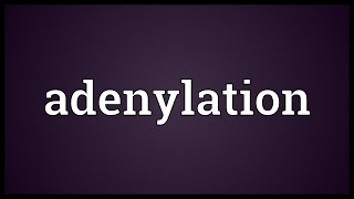 Adenylation Meaning [upl. by Sax]