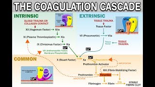 HEMOSTASISCOAGULATION CASCADE  IntrinsicExtrinsicCommon Pathways Amplification and Propagation [upl. by Amzu]