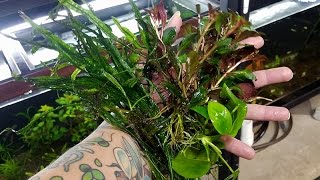 My top five EASY aquarium plants [upl. by Alema446]