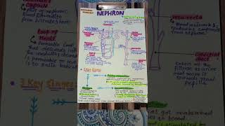 Nephron physiology and biology [upl. by Bonaparte129]