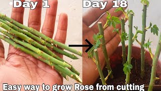 Easy way to grow rose from cutting How to grow rose plant from cutting with English subtitles [upl. by Pitzer]