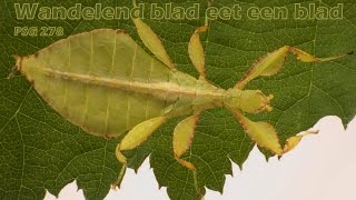 Wandelend blad PSG 278 na tweede vervelling eet een blad  walking leaf  leaf insect feeding [upl. by Ahsaetan]