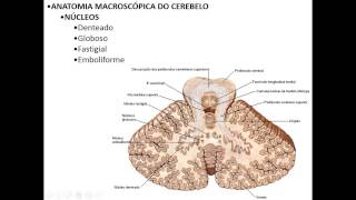 ANATOMIA MACROSCÓPICA DO SNC PARTE 2  CEREBELO E DIENCÉFALO [upl. by Elhsa]