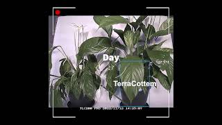 Timelapse video of a desiccating houseplant with and without TerraCottem soil conditioner [upl. by Aelyk521]