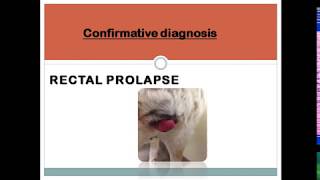 Rectal Prolapse In Puppy [upl. by Warden]