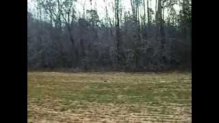 Warren County Field TrialsWhite Albino Deer [upl. by Boonie623]