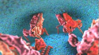 Dengue Viral Fusion Animation [upl. by Ailen]