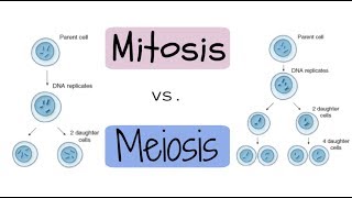 Mitosis vs Meiosis Explained [upl. by Woodring741]