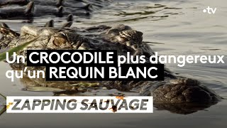 Un crocodile plus dangereux quun requin blanc   ZAPPING SAUVAGE [upl. by Aita]