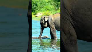 How does an elephant use its trunk to drink water and eat grass Look [upl. by Ing78]