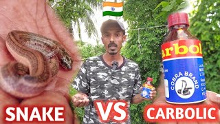 How much carbolic acid is applicable to snakes Does carbolic acid really make snakes escape [upl. by Aekin754]