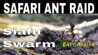 SIAFU  Safari Ant Raid  facts Dorylus helvolus [upl. by Adnic]