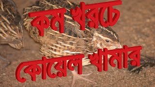 low budget quail farm  চট্টগ্রামে কোয়েল খামার দিতে চাইলে যোগাযোগ করুন 01812390985 [upl. by Marquardt]