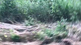 Cades Cove Tennessee Bear chasing man [upl. by Annam]