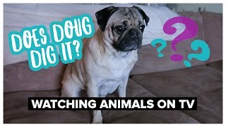 Does Doug Dig It  Watching Animals on TV [upl. by Ellenar]