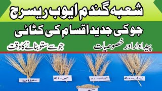 Barley Cultivation in Pakistan 2022Jau ki Kasht Barley Varieties جوکی کٹائی۔barley agriecos [upl. by Saidee]