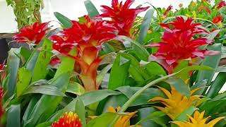 you tube video Bromeliad plantair purifier ornamental plant [upl. by Medina]