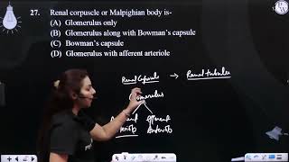 Renal corpuscle or Malpighian body is [upl. by Anneirda]