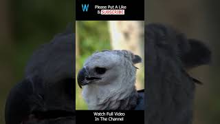 Majestic Harpy Eagle shorts eagle birds nesting [upl. by Garlan]