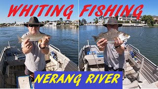 WHITING FISHING NERANG RIVER 4TH OCT 2024 [upl. by Ojoj]