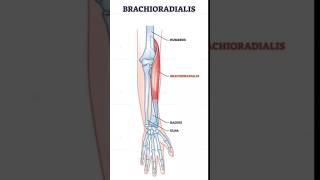 Brachioradialis musclehumananatomy physiotherapy biology [upl. by Merfe]