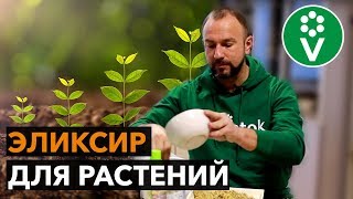 Стимулятор роста растений своими руками Быстрый рост гарантирован [upl. by Sawyere]