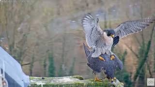 Oudenaarde peregrines mating 20240215 [upl. by Olegnalehcim]