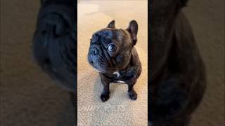 French Bulldog’s Adorable Sulk dogemotions [upl. by Catina]