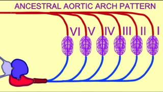 FISH GILLS COUNTERCURRENT FLOW [upl. by Kahaleel]