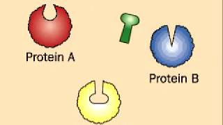 Affinity Chromatography  Protein Separation [upl. by Holli]