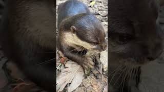 How Many Calories Do Otters Eat [upl. by Hola]