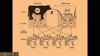 612 Patterns of inhertiance b Codominance [upl. by Thorlay]