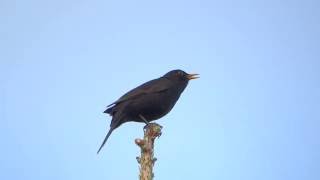 Common blackbird song  Turdus merula [upl. by Yespmed]