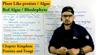 Red Algae  Rhodophyta  Plant like protists Algae  Chapter protista and Fungi [upl. by Rma]