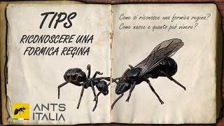 TIPS  Come si Riconosce una Formica Regina [upl. by Swanson]