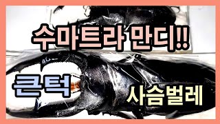 수마트라 잠비에서 직접 채집해본 멋진 큰턱사슴벌레 한마리씩 한마리씩 직접 잡아야하는 어려운 사슴벌레 [upl. by Cestar212]