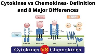 Cytokines vs Chemokines Definition and 8 Major Differences [upl. by Nairahcaz705]