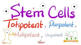 Stem Cells Types Totipotent Pluripotent Multipotent and Unipotent  Teratogens  Biology [upl. by Anitnatsnoc709]