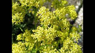 Woad Isatis Tinctoria  Antimicrobial Antiviral Anti inflammatory Analgesic Antioxidant [upl. by Toll]