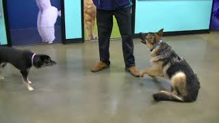 Dog Training Session at Petsmart [upl. by Noeled]