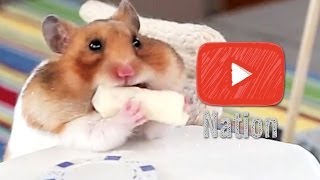 MC Hamster 2 Legit 2 Quit Eating Tiny Burritos  YouTube Nation  Thursday [upl. by Eillas]