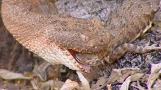 Rattlesnake Eating a Lizard Part 2  Deep into the Wild  BBC Earth [upl. by Audy]