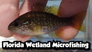 Florida Wetland Microfishing [upl. by Drannel]