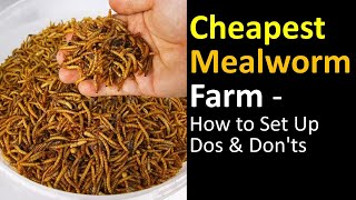 How to Setup the Mealworm Farm Cheaply to feed your Chickens 🐔 [upl. by Ailugram]