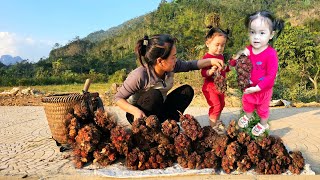 Harvest Amomum Xanthioides Wall Goes to the market sell  Đặng Thị Hương [upl. by Crescentia]